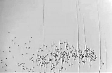 Высокоскоростаня съемка Shadowgraph_дробь
